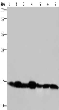 NDUFA13 Antibody