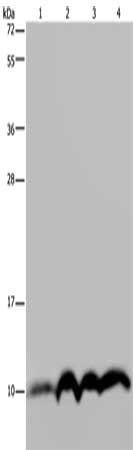 NDUFA4 Antibody