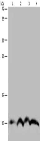 NDUFA4 Antibody