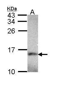 NDUFA5 antibody