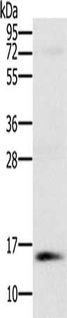 NDUFA6 Antibody