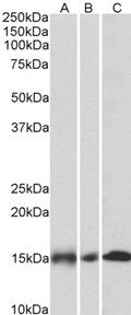 Goat anti-NDUFA7 Antibody