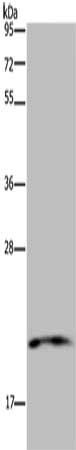 NDUFA8 antibody