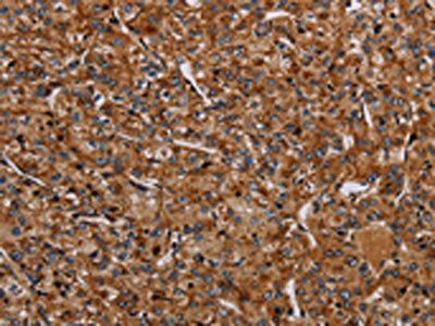 NDUFA8 Antibody