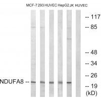 NDUFA8 antibody