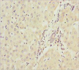 NDUFA9 Antibody