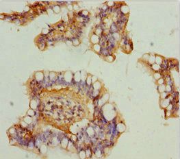 NDUFA9 Antibody