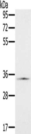 NDUFA9 antibody