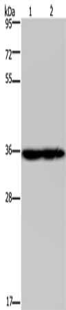 NDUFA9 antibody