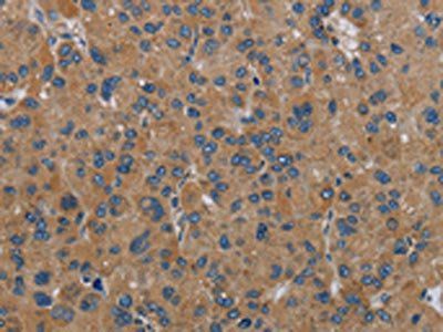 NDUFA9 Antibody