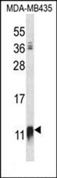 NDUFAB1 antibody
