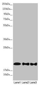 NDUFB10 Antibody