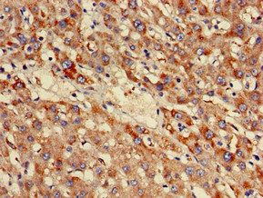 NDUFB3 Antibody