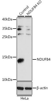 NDUFB4 antibody