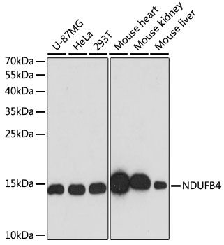 NDUFB4 antibody