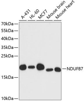NDUFB7 antibody