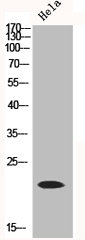 NDUFB9 Antibody
