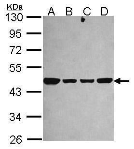NADH:ubiquinone oxidoreductase core subunit S2 Antibody