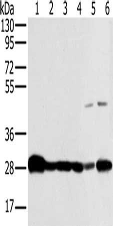 NDUFS3 Antibody