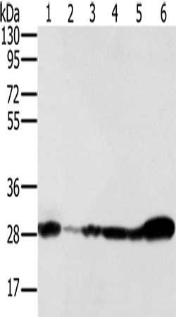 NDUFS3 Antibody