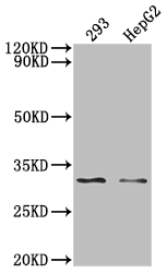 NDUFS3 Recombinant Monoclonal Antibody