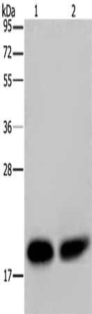 NDUFS4 Antibody