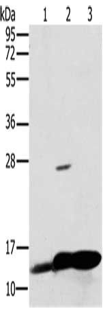 NDUFS5 antibody