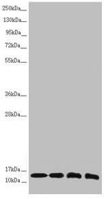 NDUFS6 antibody