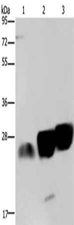 NDUFS8 Antibody