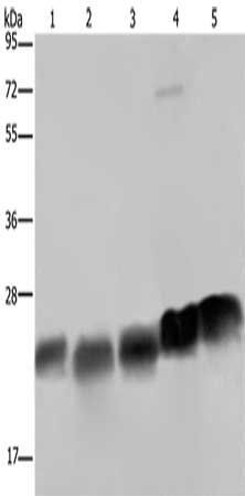 NDUFS8 antibody