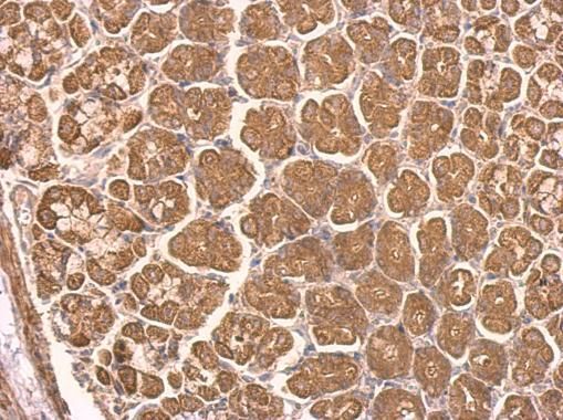 NDUFS8 antibody