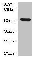 NDUFV1 Antibody