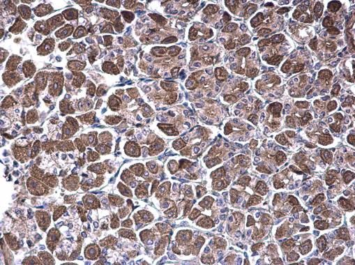 NDUFV1 antibody [N3C3]