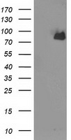 NECAB1 Antibody