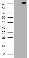 NDN Antibody