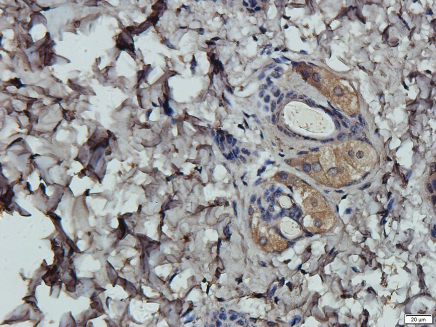 NECT4 antibody
