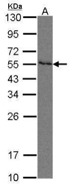 INPP1 antibody [N1C2]