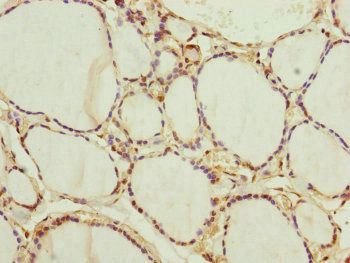 NEDD1 Antibody