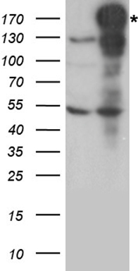 NEDD4 Antibody