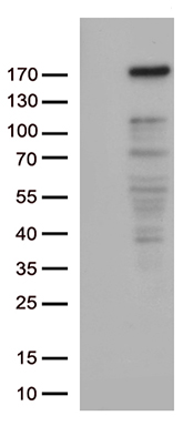 NEDD4 Antibody