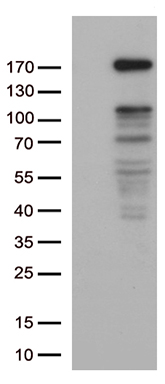 NEDD4 Antibody