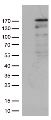 NEDD4 Antibody