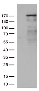 NEDD4 Antibody