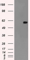 NEDD4 Antibody