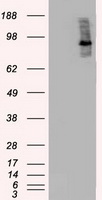 NEDD4 Antibody