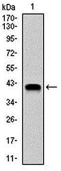 NEDD8 Antibody