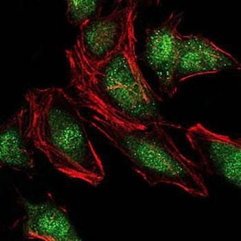 NEDD8 Antibody