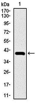 NEDD8 Antibody