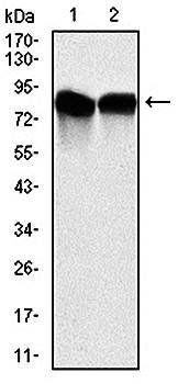 NEDD8 Antibody