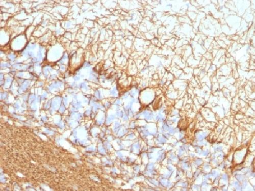 Neurofilament (NF-H) (Neuronal Marker) Antibody